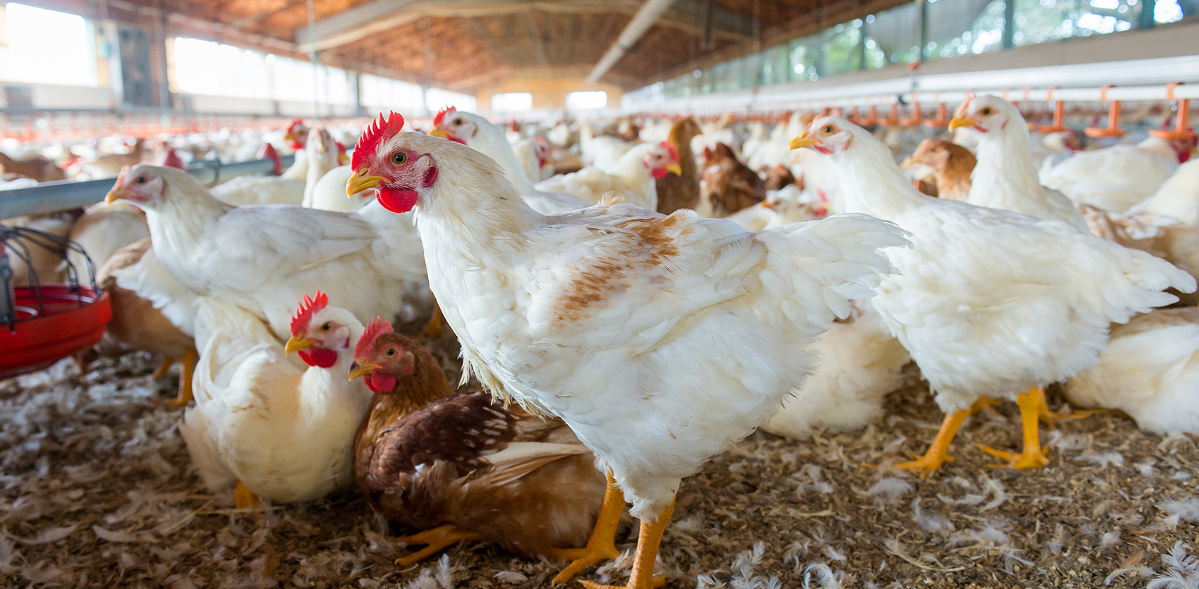 Сельское хозяйство и животноводство